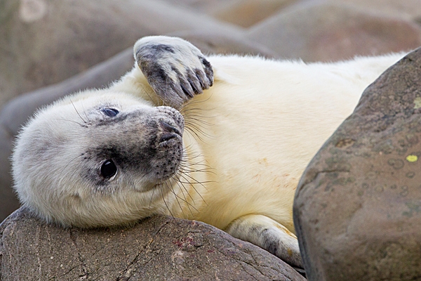 Sleepy Grey Seal pup 2. Nov. '20.