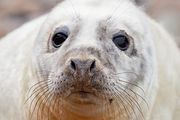 Grey Seal pup portrait. Nov. '20.