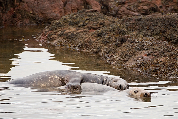 Grey Seals mating in water. Nov. '20.