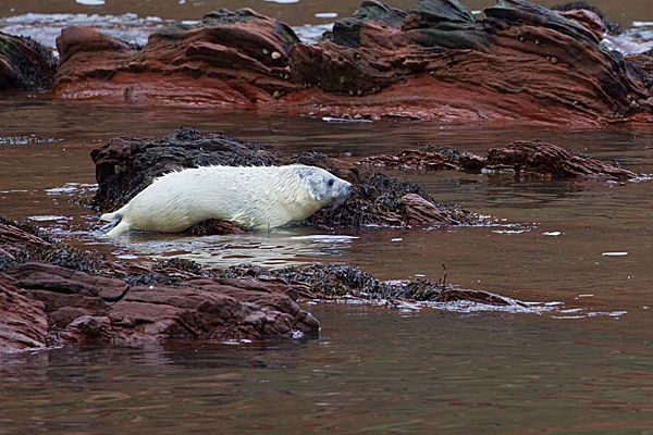 Grey Seal pup and red rocks. Nov. '20.