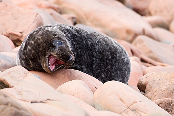 Grey Seal pup,dark form 2. Nov. '20.