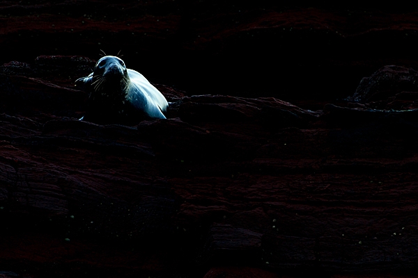 Spotlit Grey Seal cow on rock. Nov. '20.
