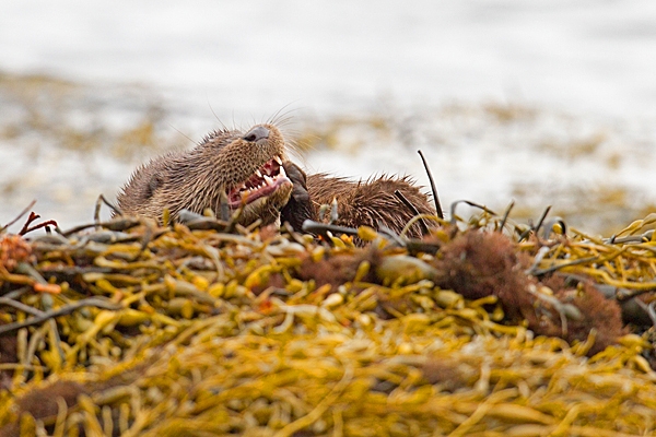 Young Otter 5. Oct. '22.