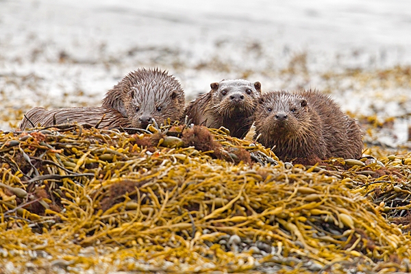 Otter mum and 2 cubs 2. Oct. '22.