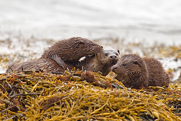 Otter mum and 2 cubs 1. Oct. '22.