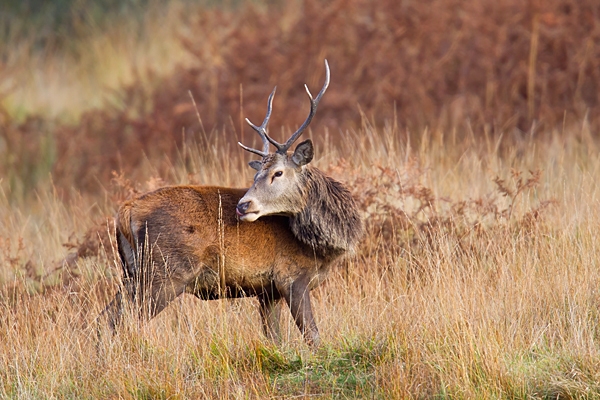 Red Deer Stag  4. Oct. '22.