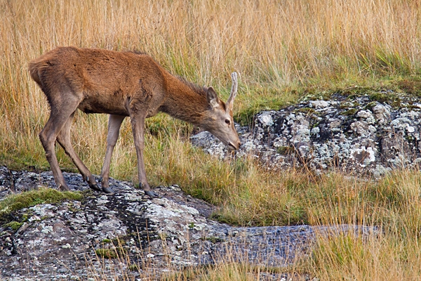 Red Deer pricket 2. Oct. '22.