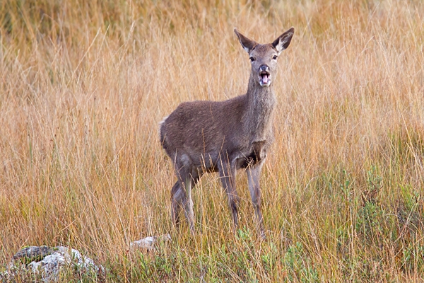 Red Deer hind 3. Oct. '22.