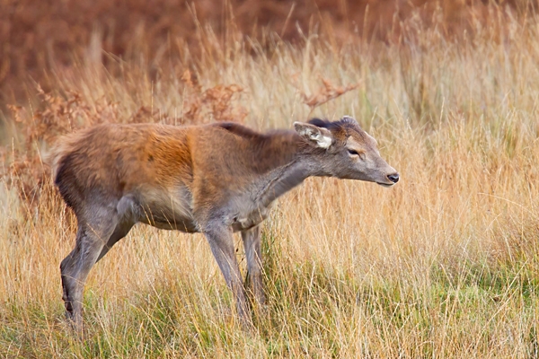 Red Deer hind 1. Oct. '22.