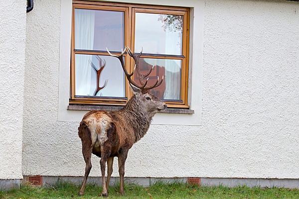 Red Deer stag watching telly. Oct. '22.