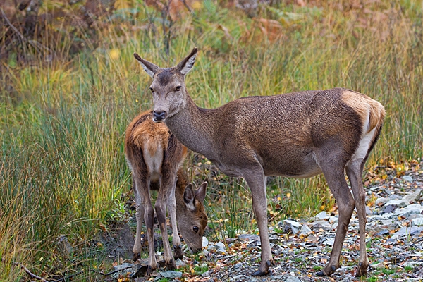 Red deer hind and calf 2. Oct. '22.