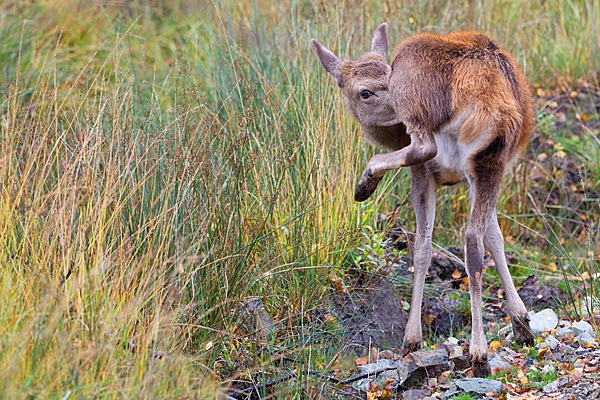 Red Deer calf. Oct. '22.