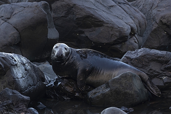 Grey Seal bull on rocks. Nov. '22.