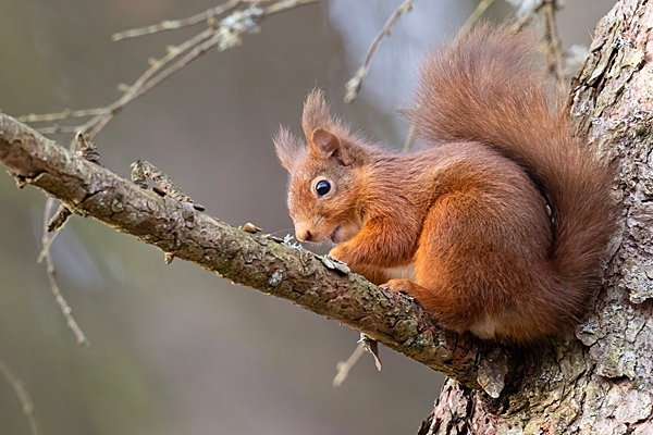 Red Squirrel 5. Feb. '23.