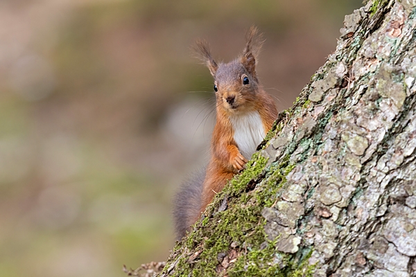 Red Squirrel 4. Feb. '23.