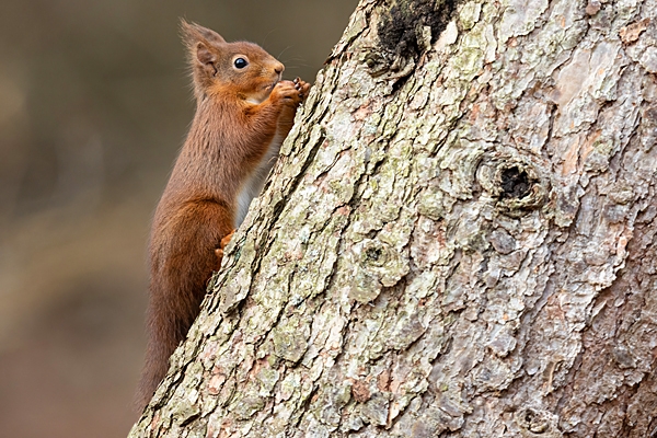 Red Squirrel 2. Feb. '23.