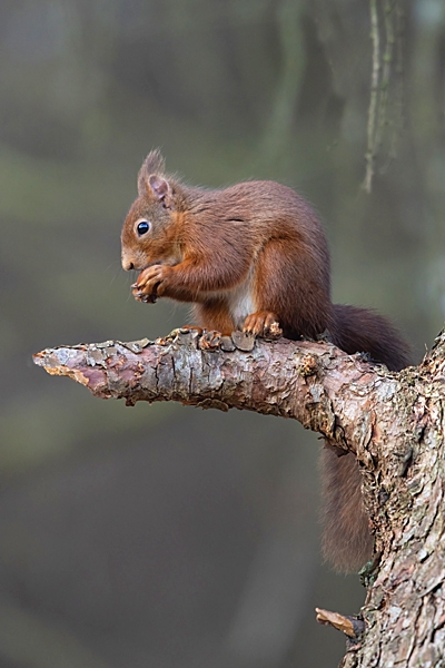 Red Squirrel eating nut. Feb. '23