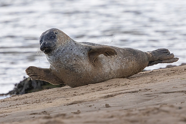 Common Seal. Sept. '25.