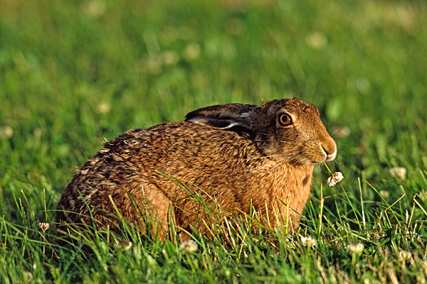 Brown Hare eating clover.