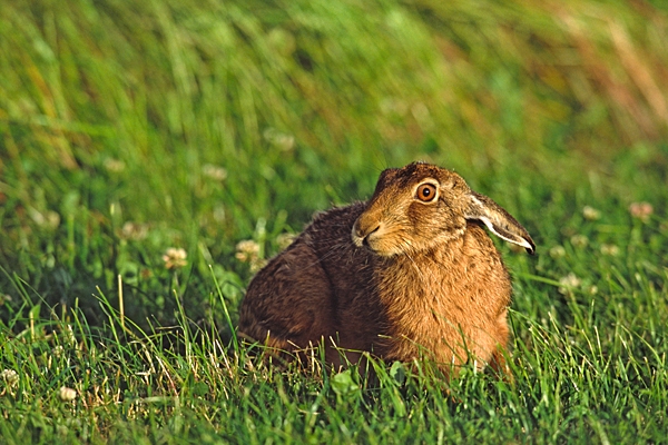 Brown Hare,lying in field.