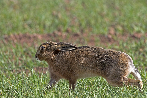 Brown Hare stretching.
