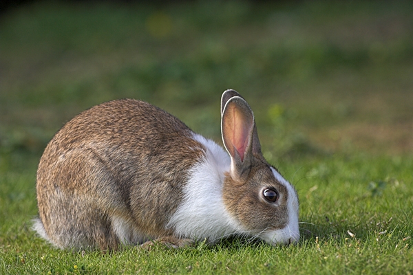Feral Rabbit.