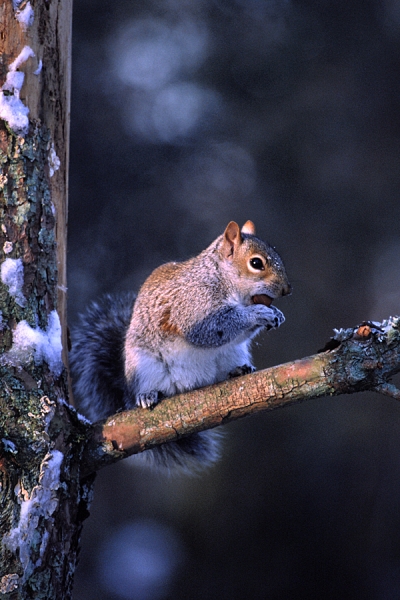 Grey Squirrel and snowy pine.