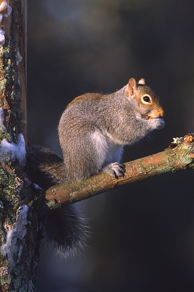 Grey Squirrel on snowy scots pine.