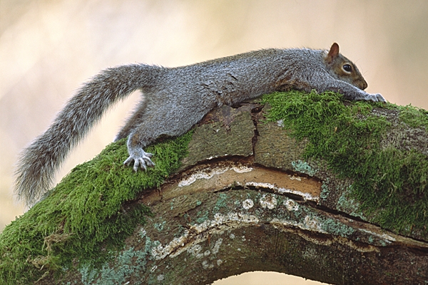 Grey Squirrel stretched out along branch.