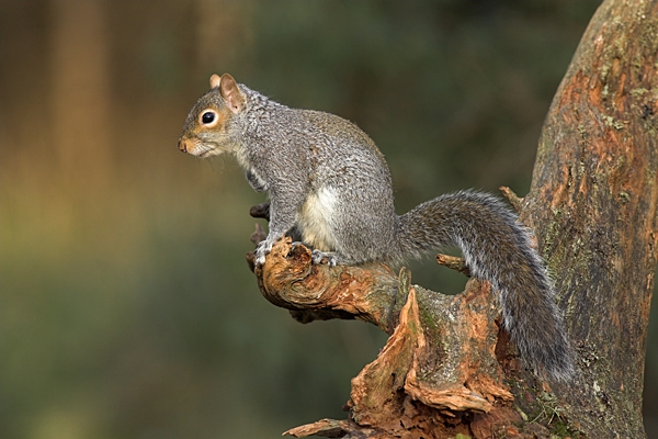 Grey Squirrel with bushy tail.