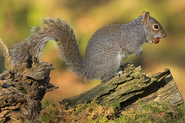 Grey Squirrel with hazel nut.