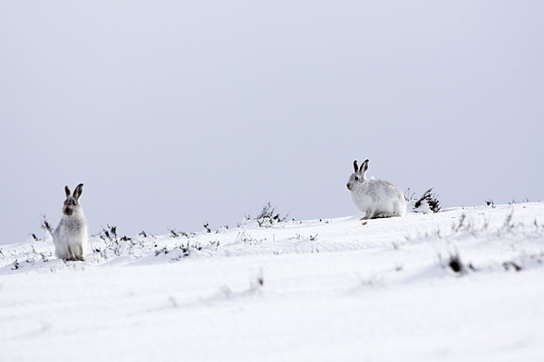 2 Mountain Hares(She's playing hard to get) 3/3/'10.