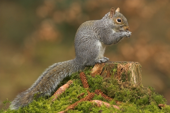 Grey Squirrel feeding on mossy stump.