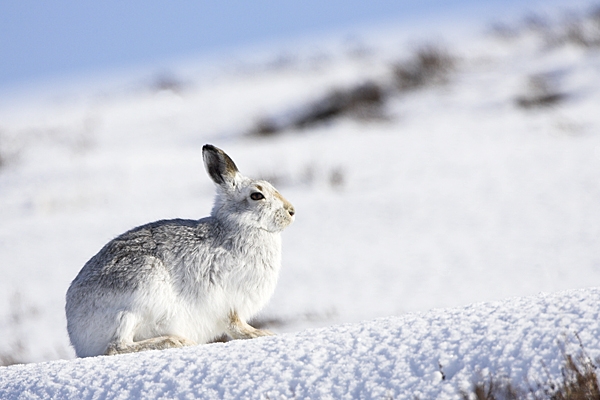Mountain Hare in the snow 1. 4/3/'10.