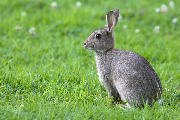 Rabbit on back lawn. Jul '10.