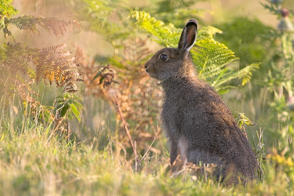 Young Mountain Hare. Aug '10.