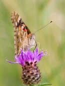 Painted Lady butterfly feeding on thistle 2. Aug '13.