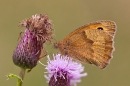 Meadow Brown on thistle. July '20.