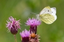 Green Veined White on thistle. Aug. '20.