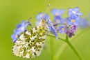 Orange Tip on forget me not. May '21.