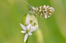 Orange Tip butterfly. May '21.