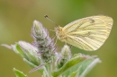 Green Veined White butterfly. Aug '21.