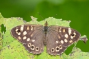 Speckled Wood. Aug. '21.