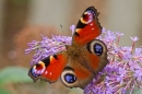 Peacock butterfly on buddleia. Sept. '21.