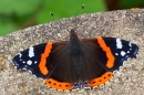 Red Admiral on stone sundial. Sept. '21.