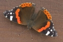 Red Admiral on fence.