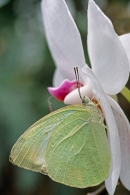 Butterfly on orchid.