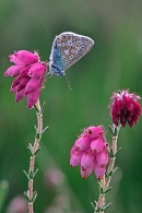 Common Blue on bell heather.