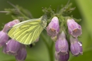 Green Veined White on comfrey.