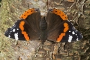 Red Admiral on bark.